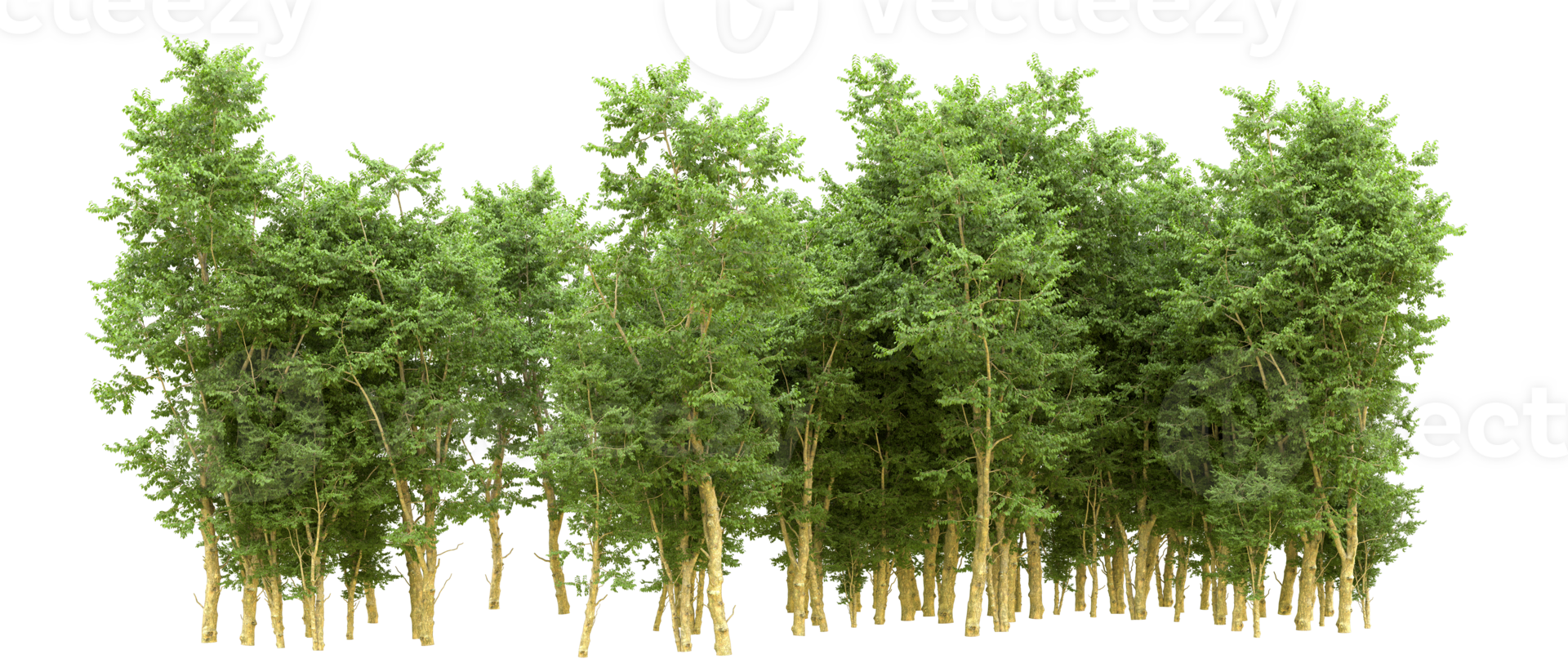 Green forest isolated on background. 3d rendering - illustration png