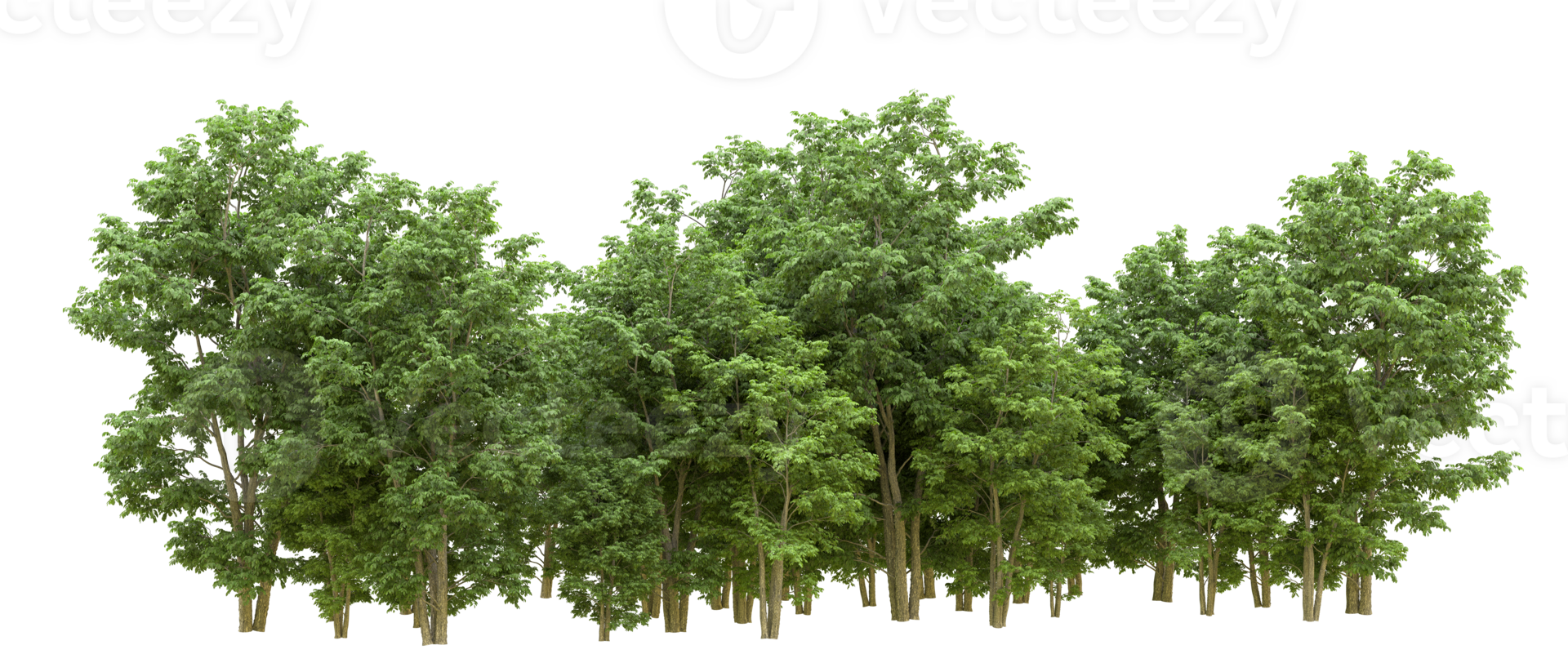Green forest isolated on background. 3d rendering - illustration png