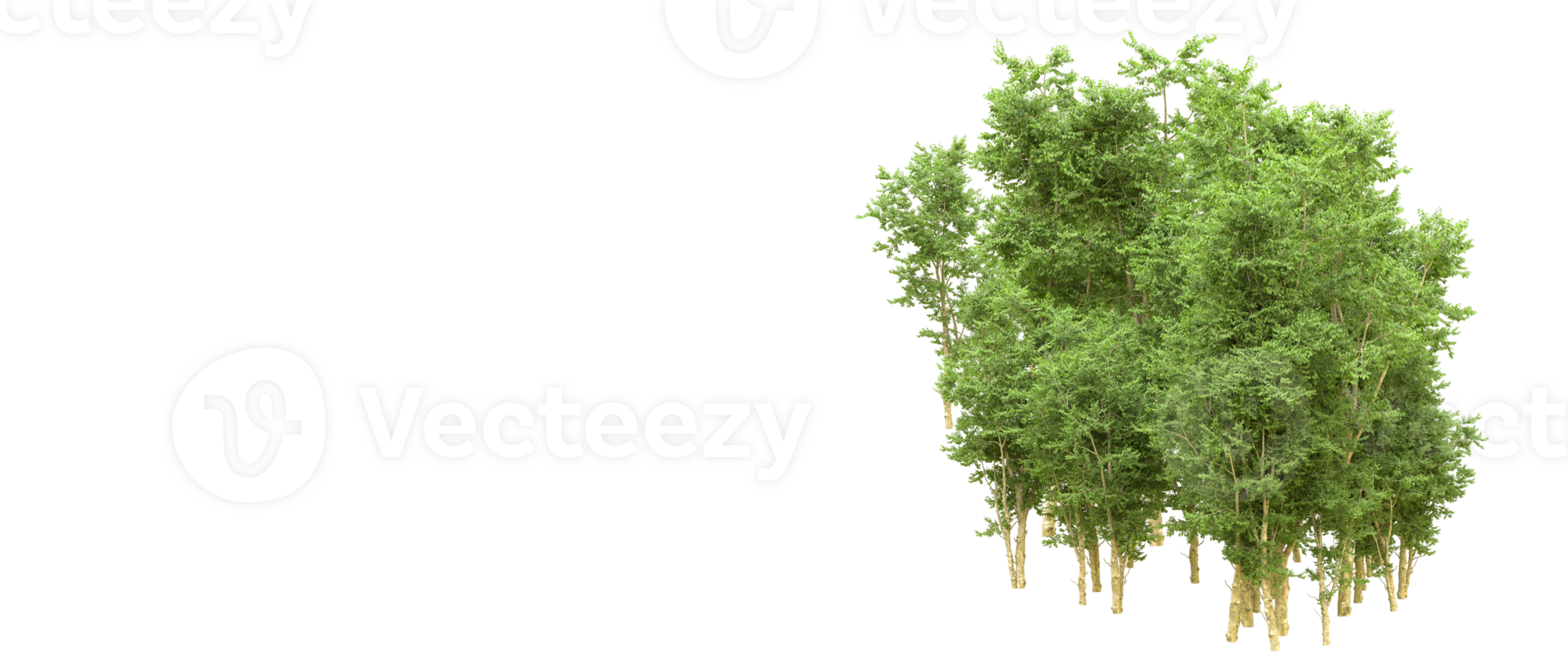 Green forest isolated on background. 3d rendering - illustration png