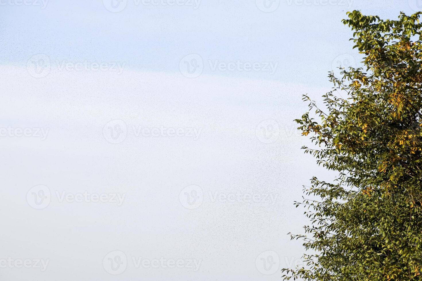 A swarm of ants in the air. Season of reproduction in ants. Winged ants. photo