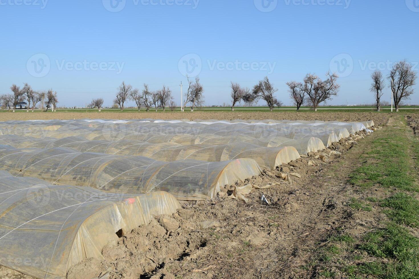 Greenhouses made of polymer film. Early spring in the garden greenhouses photo