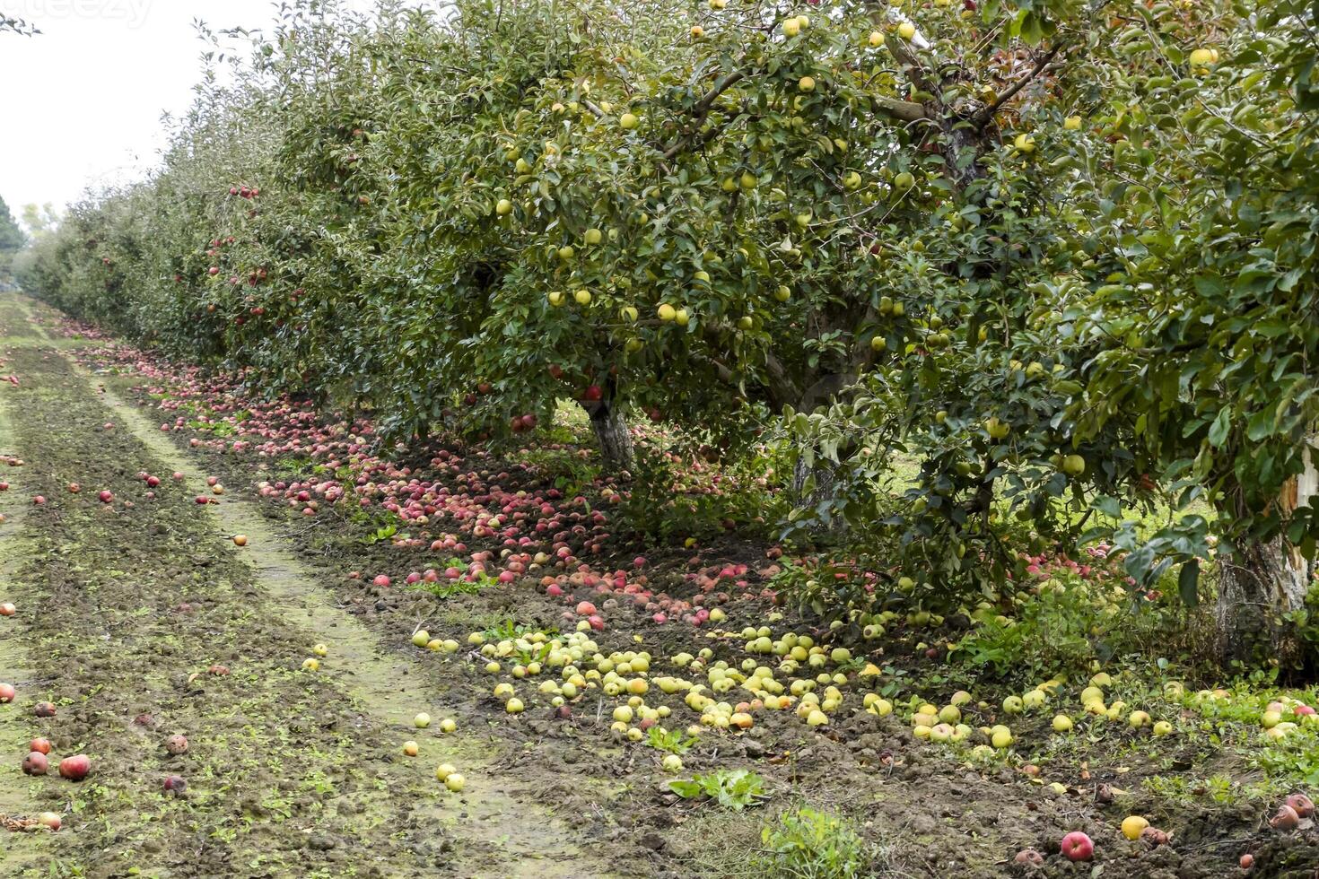 Apple orchard. Rows of trees and the fruit of the ground under t photo