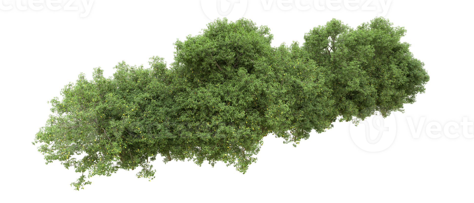 Green forest isolated on background. 3d rendering - illustration png