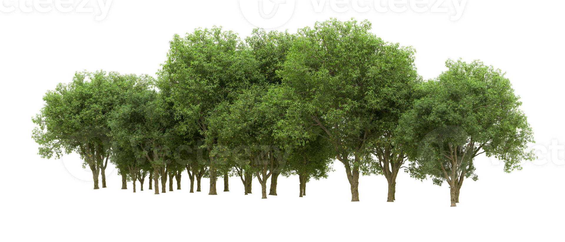 vert forêt isolé sur Contexte. 3d le rendu - illustration png