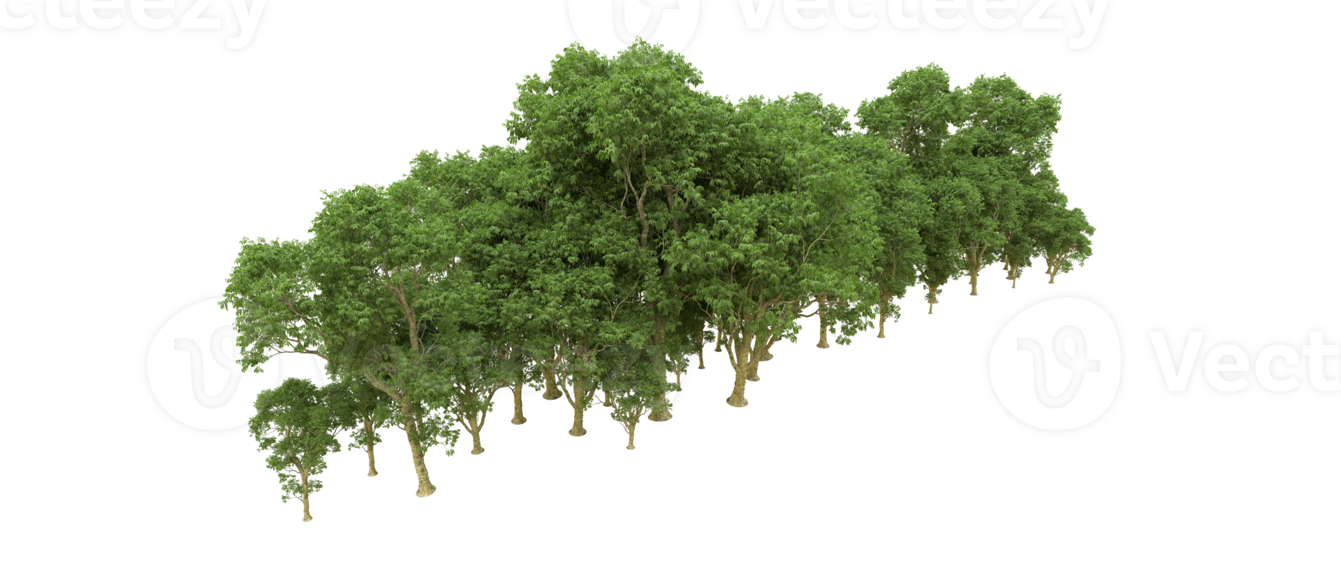 Green forest isolated on background. 3d rendering - illustration png