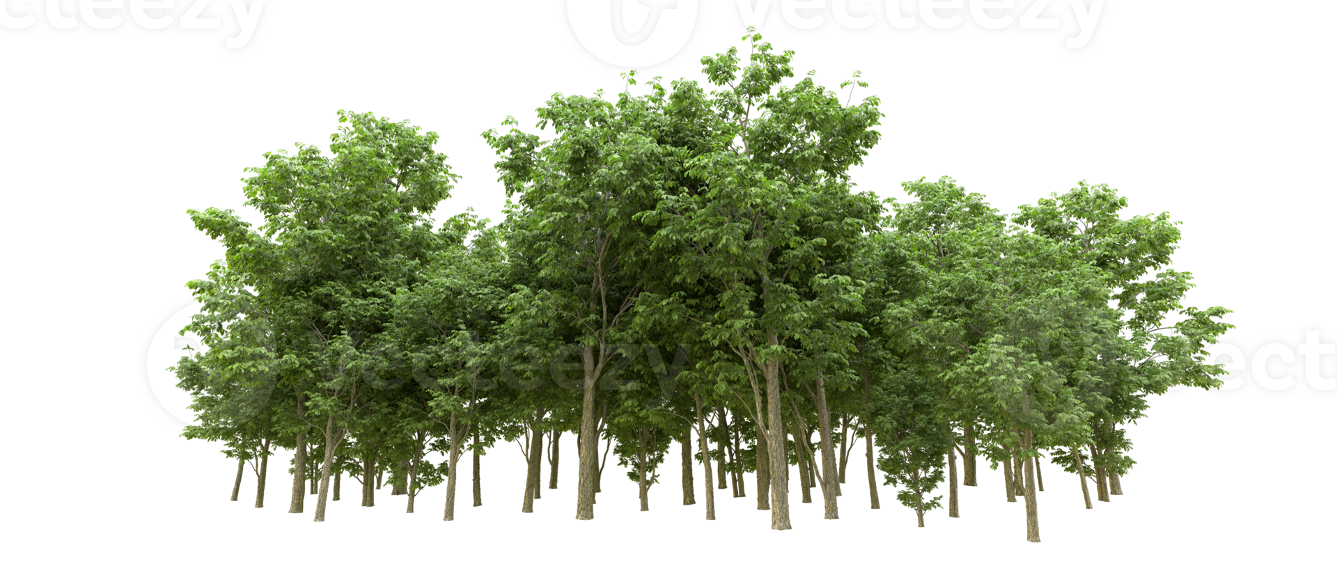 Green forest isolated on background. 3d rendering - illustration png