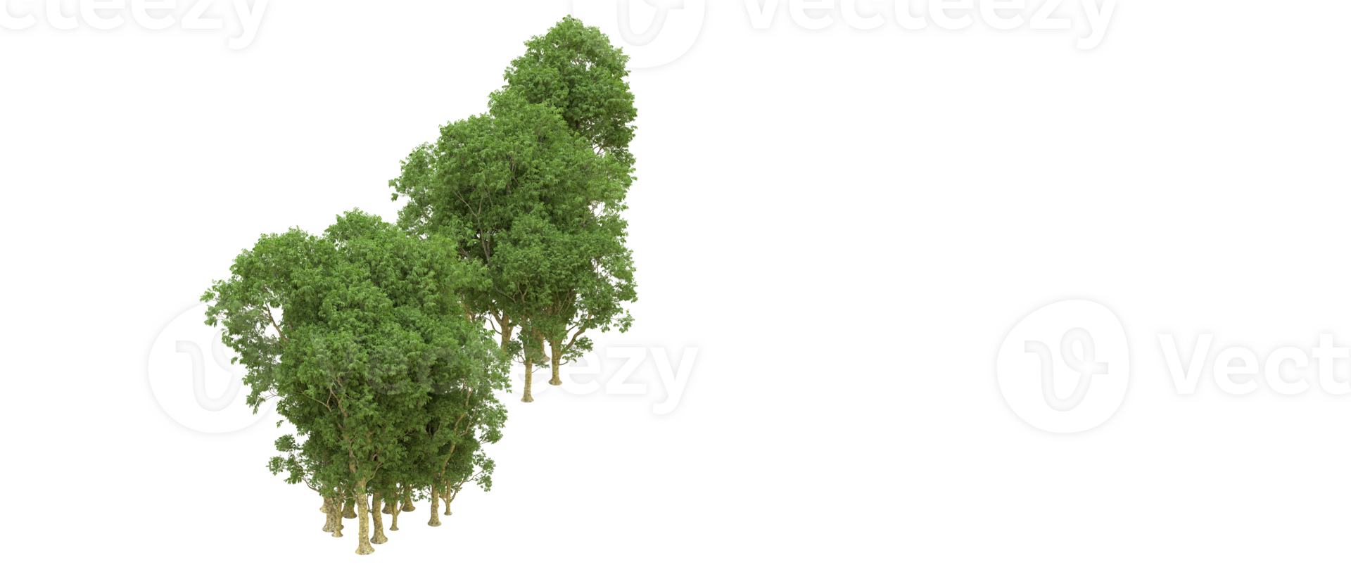 Green forest isolated on background. 3d rendering - illustration png