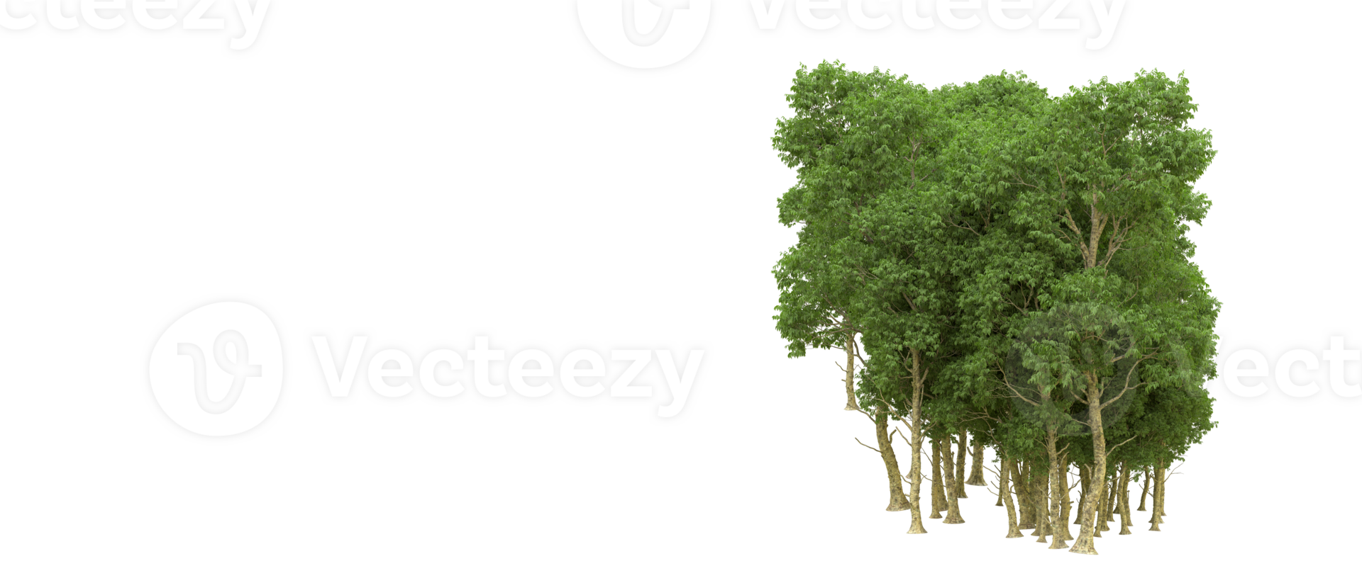 Green forest isolated on background. 3d rendering - illustration png