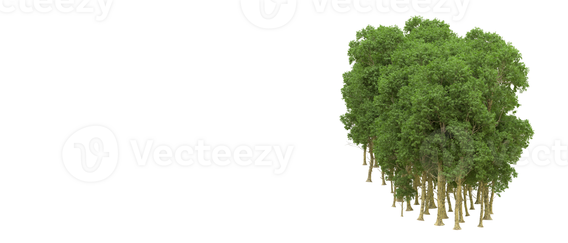 Green forest isolated on background. 3d rendering - illustration png