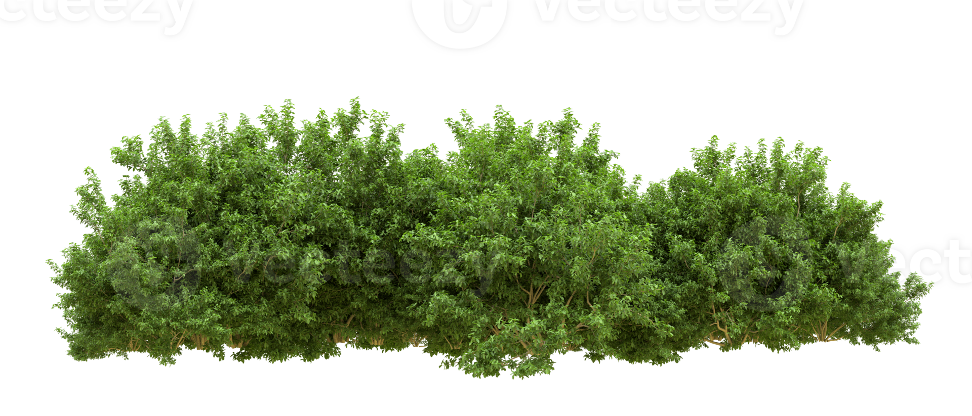 Green forest isolated on background. 3d rendering - illustration png