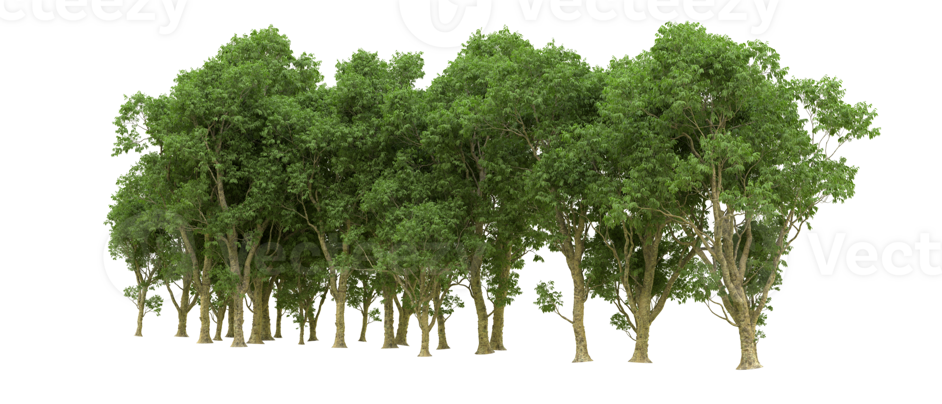 Green forest isolated on background. 3d rendering - illustration png