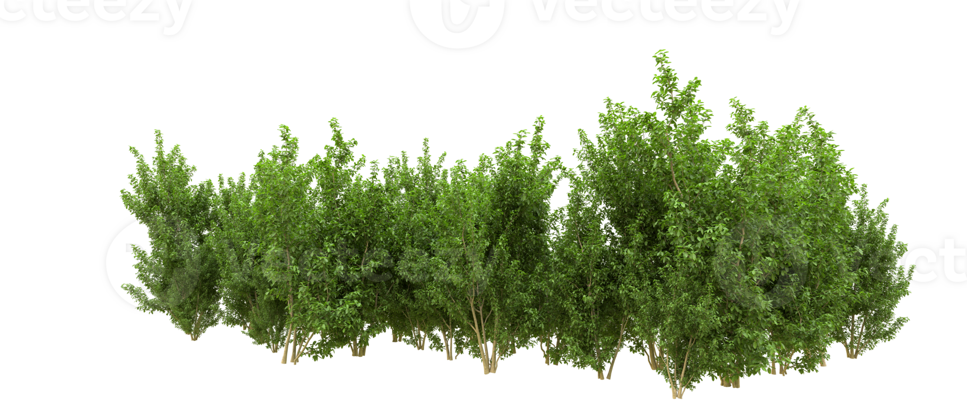 Green forest isolated on background. 3d rendering - illustration png