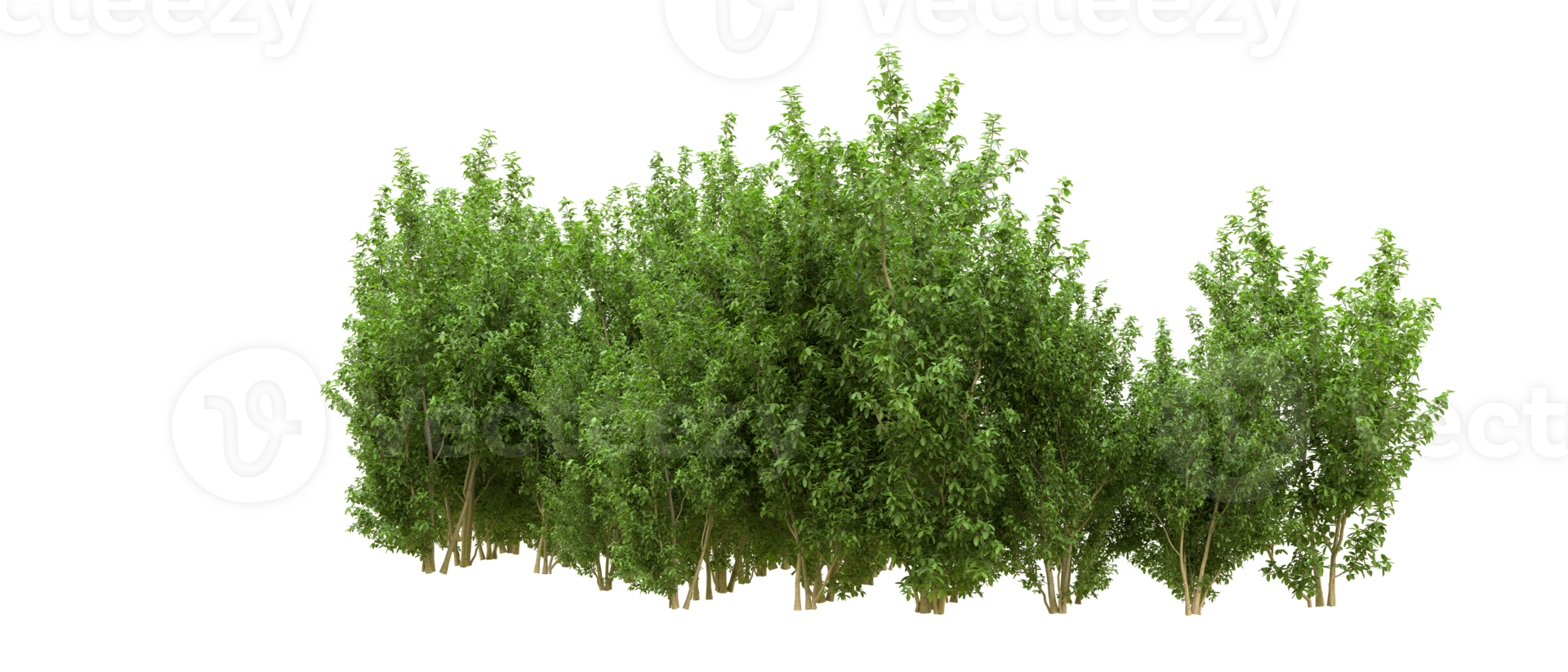 Green forest isolated on background. 3d rendering - illustration png