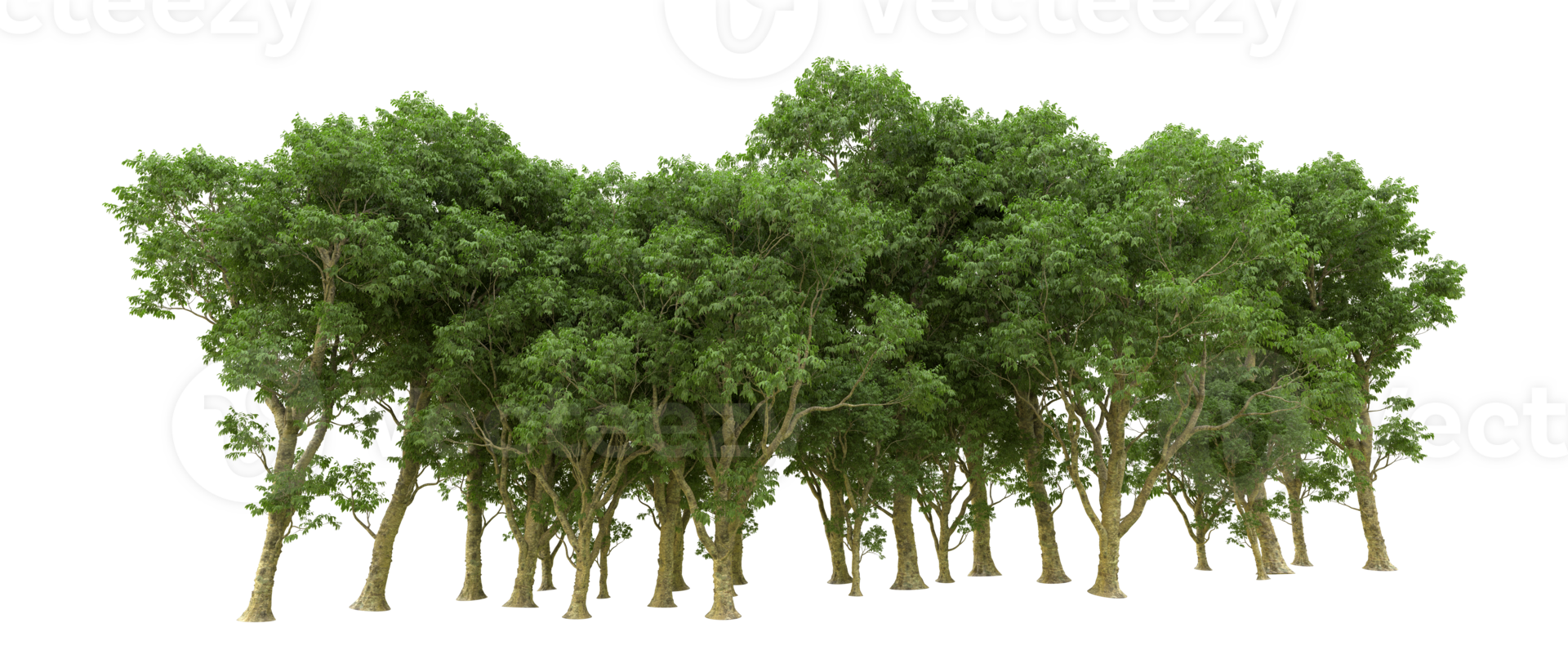 Green forest isolated on background. 3d rendering - illustration png
