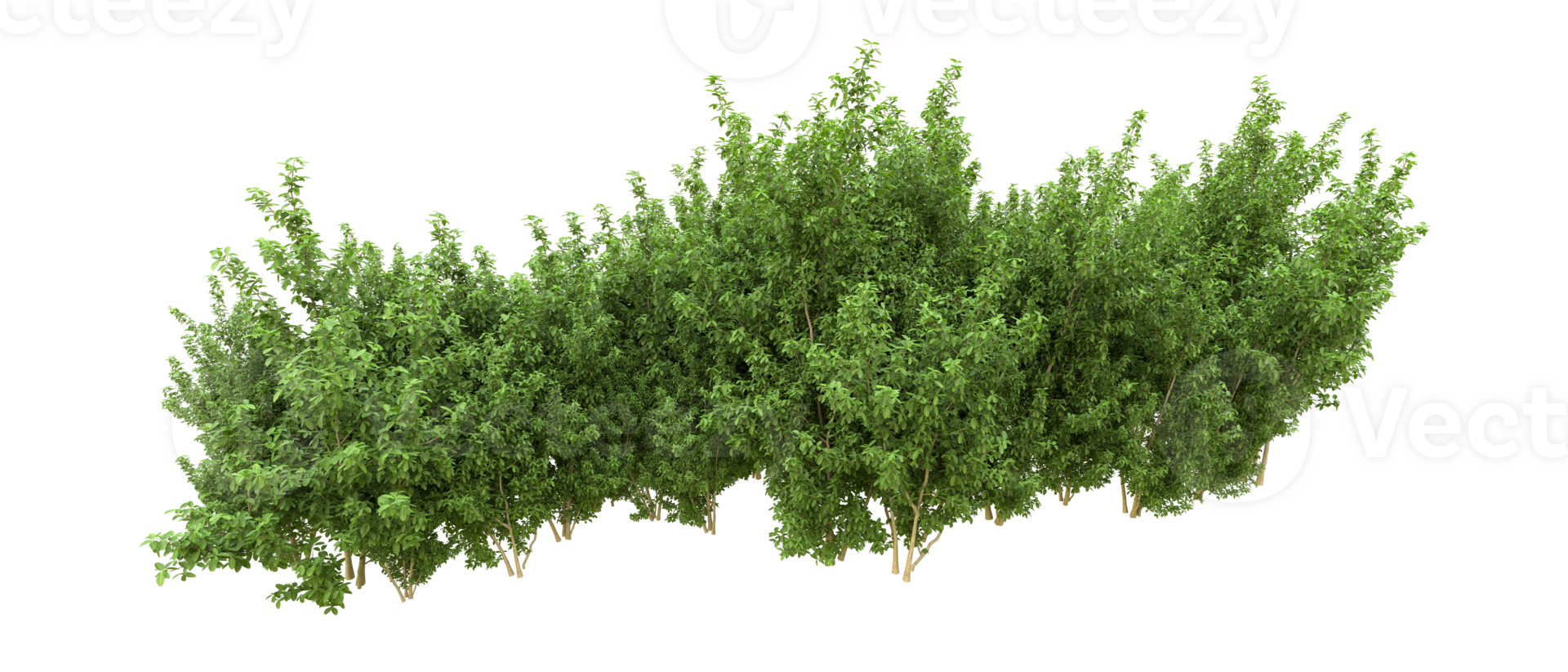 Green forest isolated on background. 3d rendering - illustration png