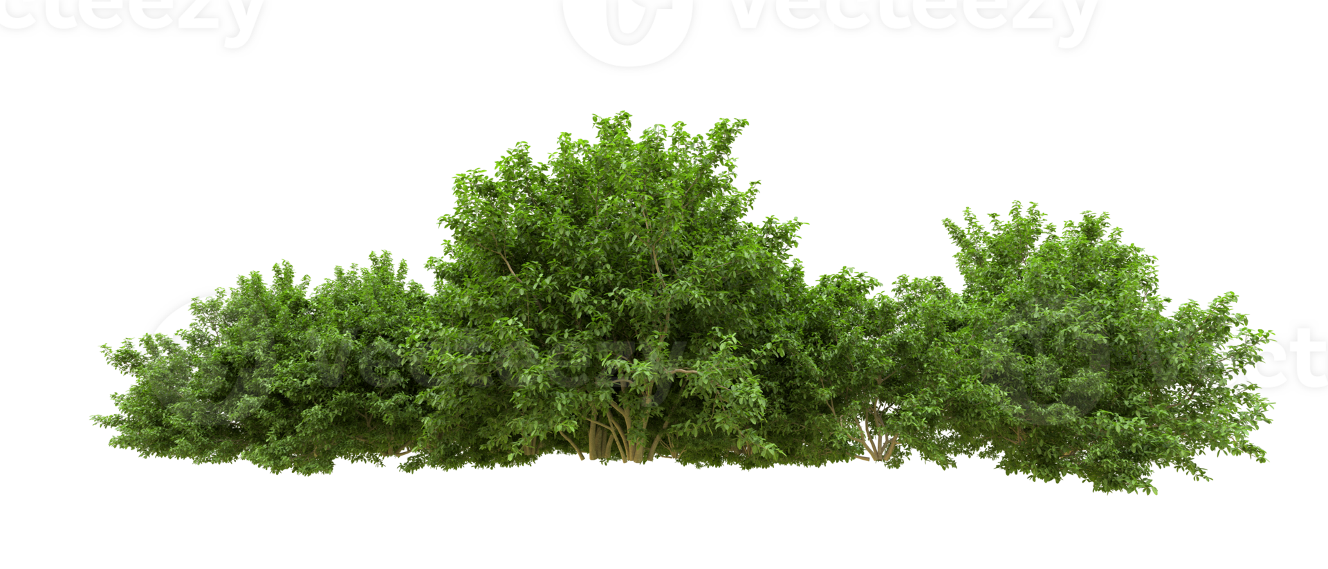 Green forest isolated on background. 3d rendering - illustration png