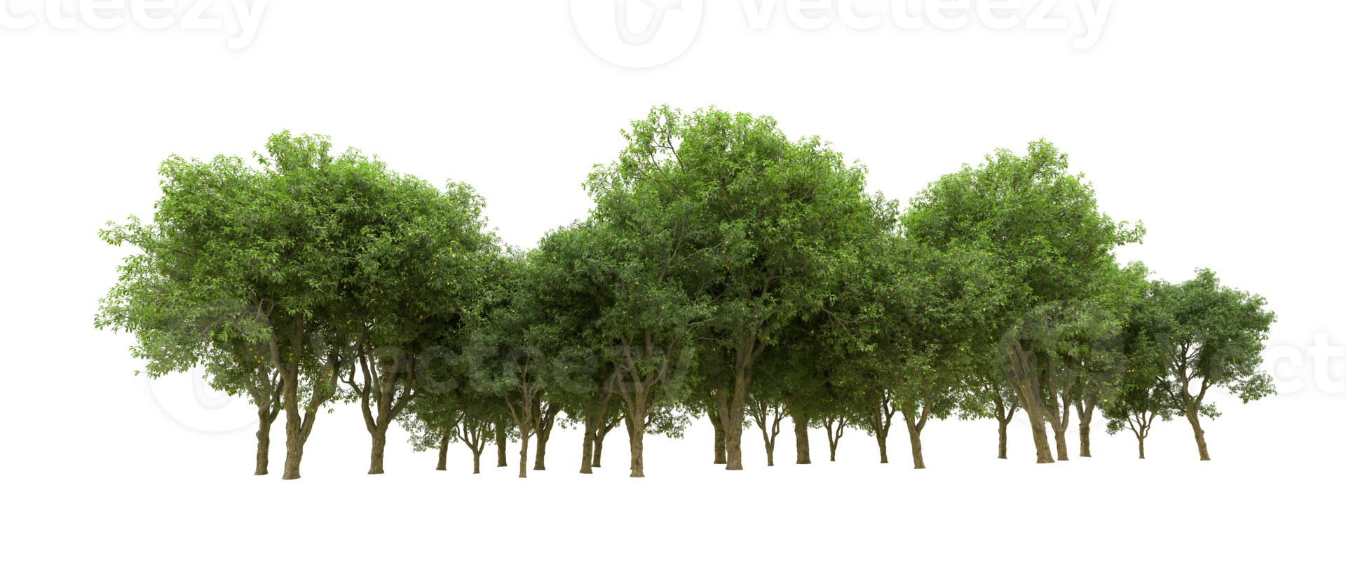 vert forêt isolé sur Contexte. 3d le rendu - illustration png