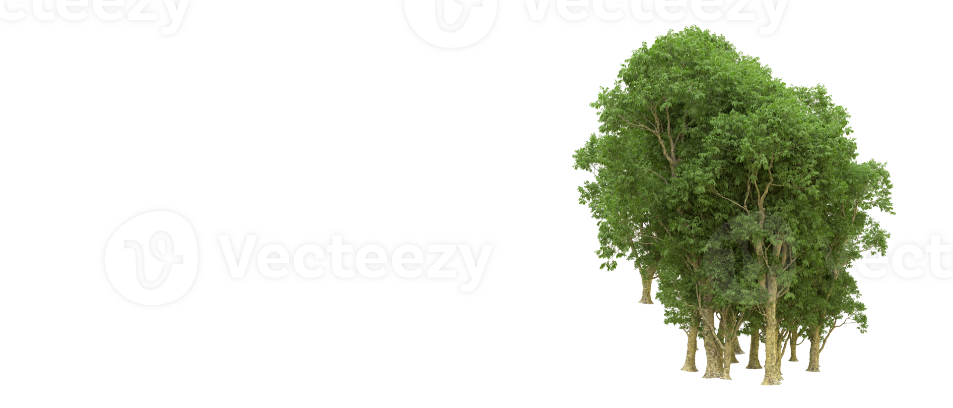 Green forest isolated on background. 3d rendering - illustration png