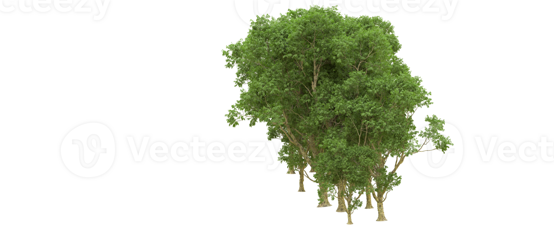Green forest isolated on background. 3d rendering - illustration png