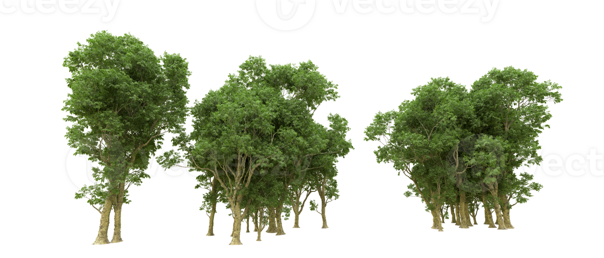 Green forest isolated on background. 3d rendering - illustration png