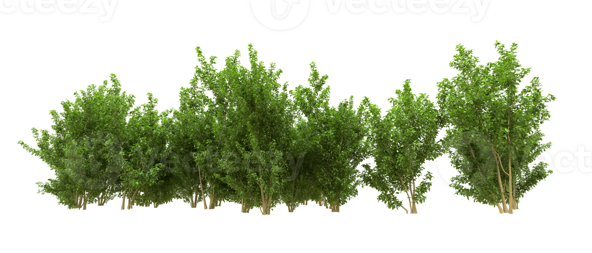 Green forest isolated on background. 3d rendering - illustration png