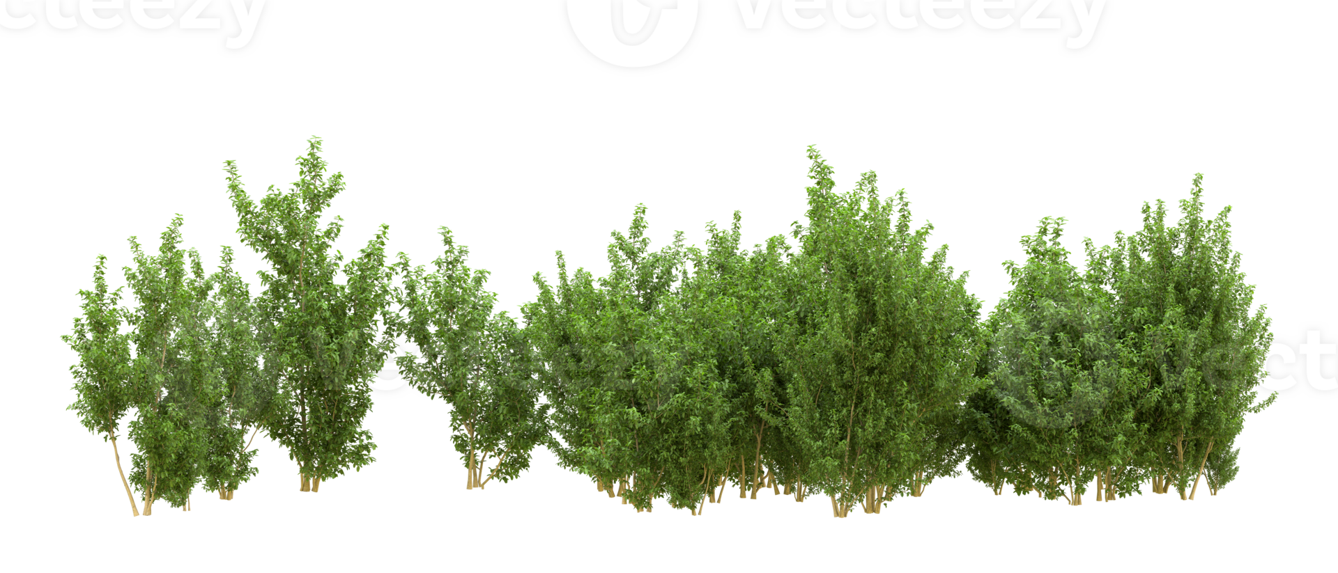 Green forest isolated on background. 3d rendering - illustration png