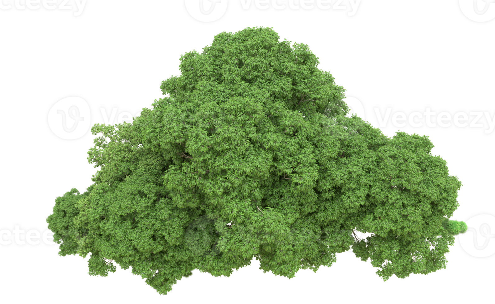 Green forest isolated on background. 3d rendering - illustration png
