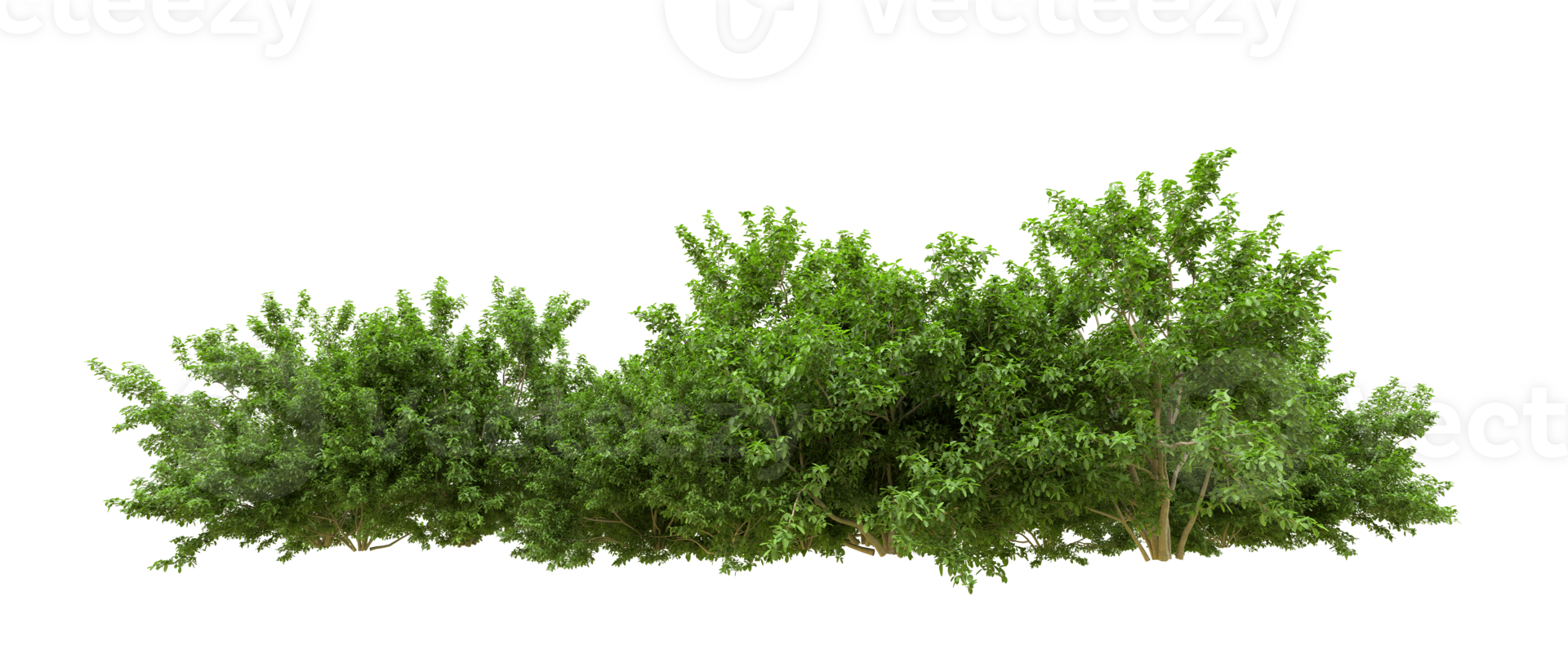 Green forest isolated on background. 3d rendering - illustration png