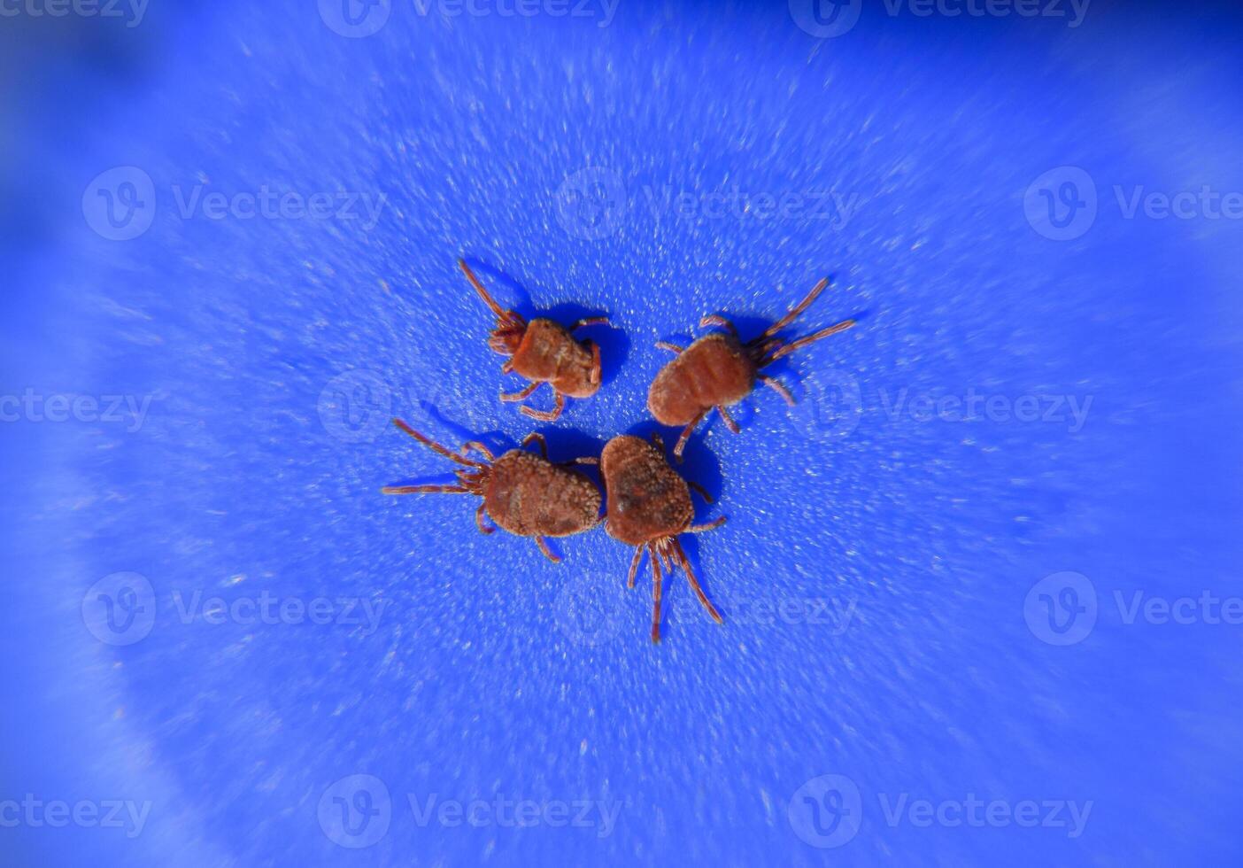 Arthropod mites on a blue background. Close up macro Red velvet photo