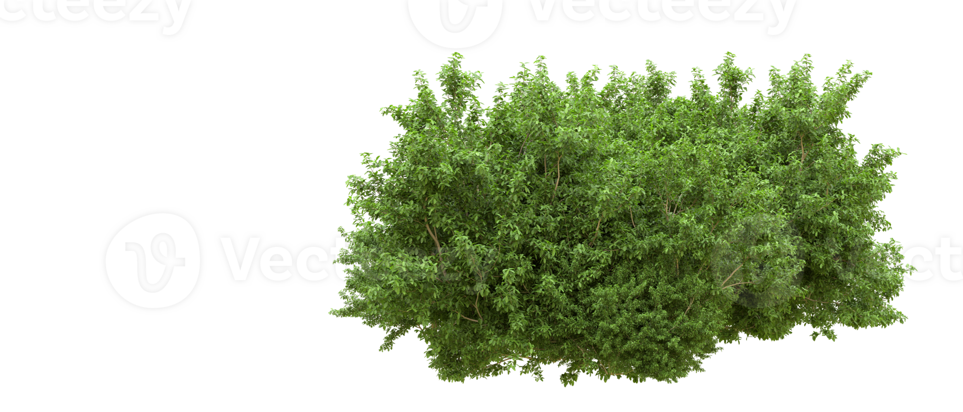 Green forest isolated on background. 3d rendering - illustration png