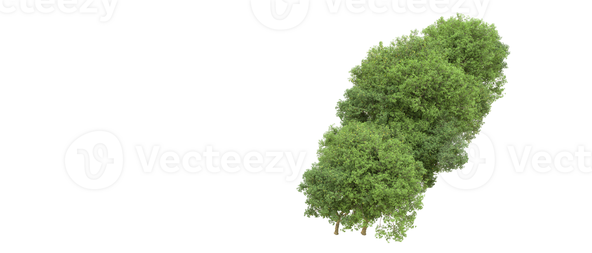 Green forest isolated on background. 3d rendering - illustration png