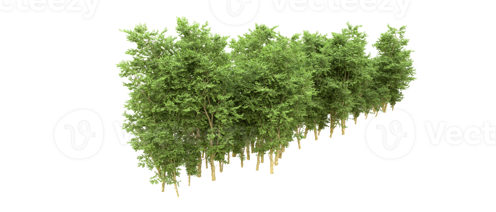 Green forest isolated on background. 3d rendering - illustration png