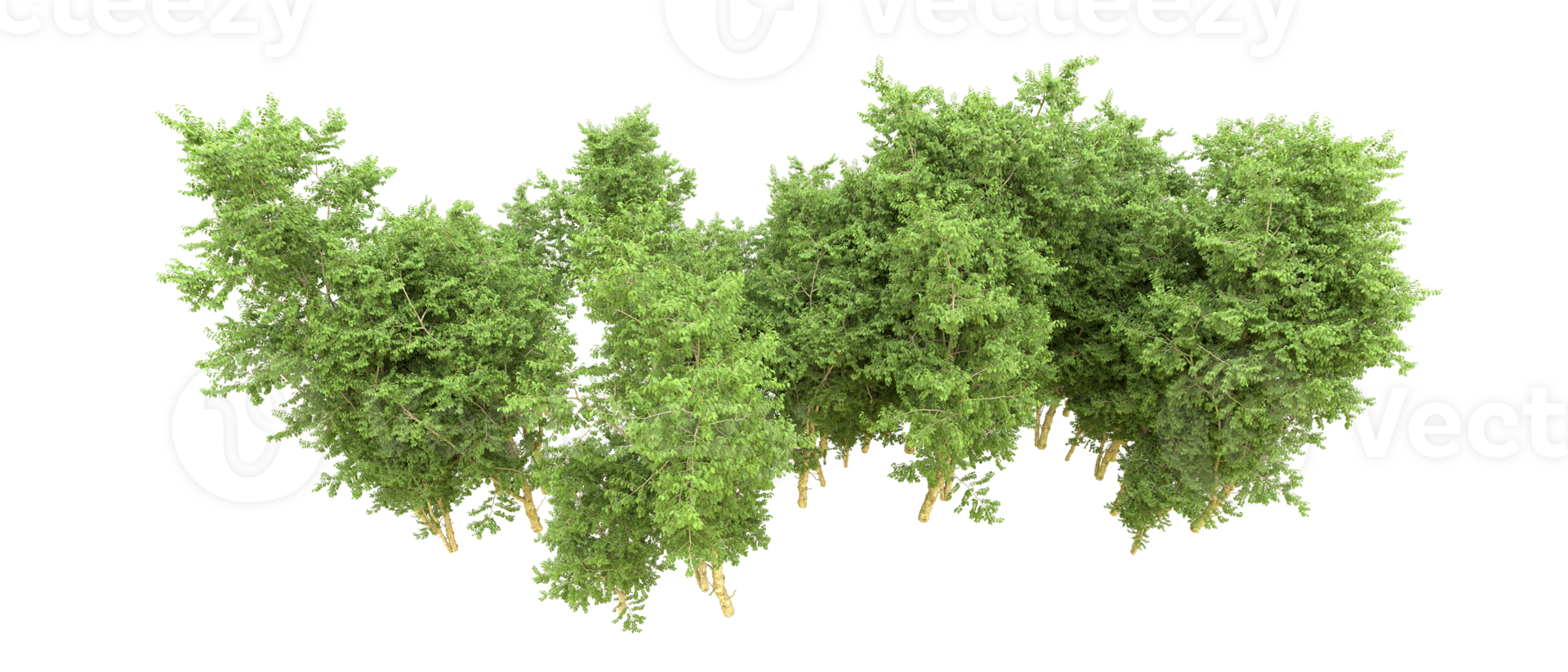 Green forest isolated on background. 3d rendering - illustration png