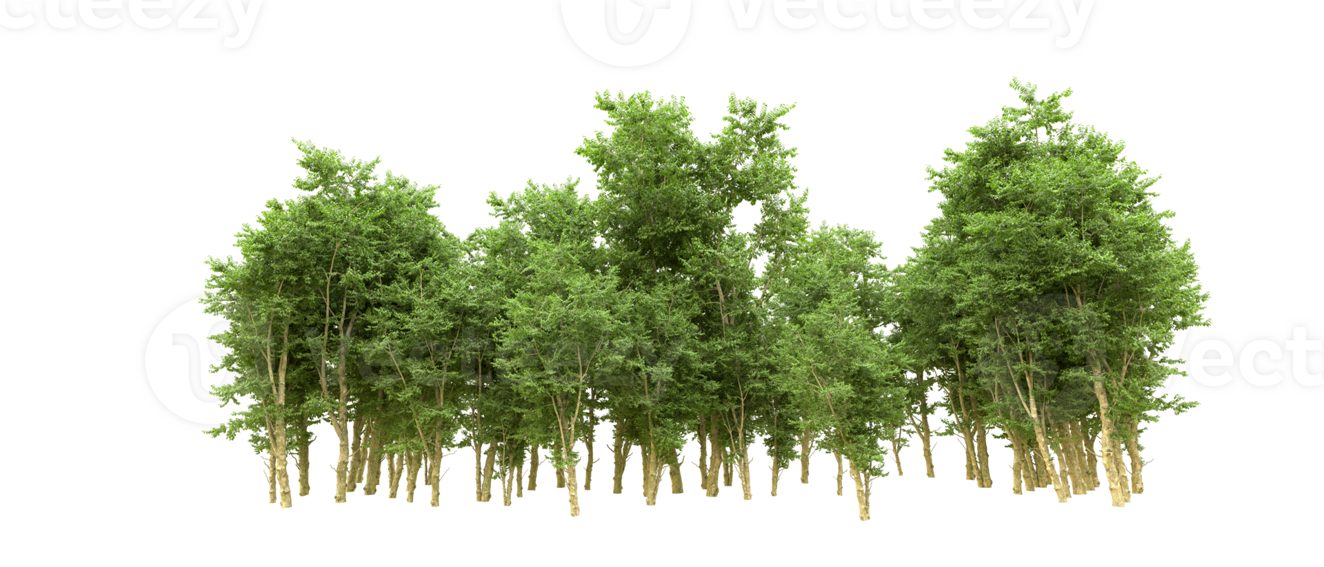 Green forest isolated on background. 3d rendering - illustration png