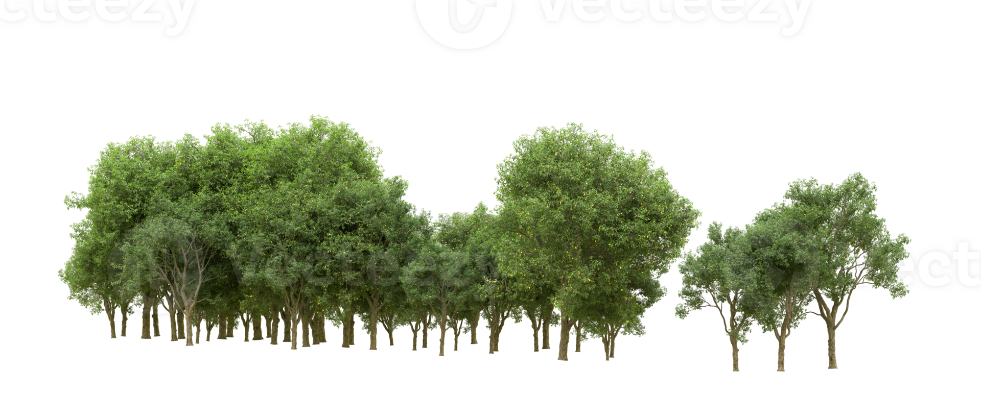 Green forest isolated on background. 3d rendering - illustration png