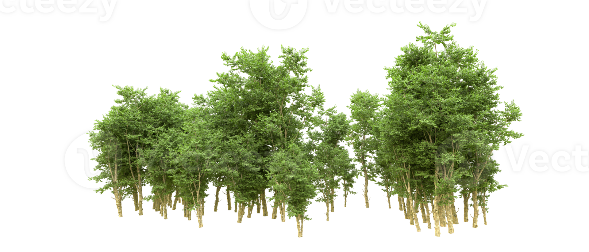 Green forest isolated on background. 3d rendering - illustration png