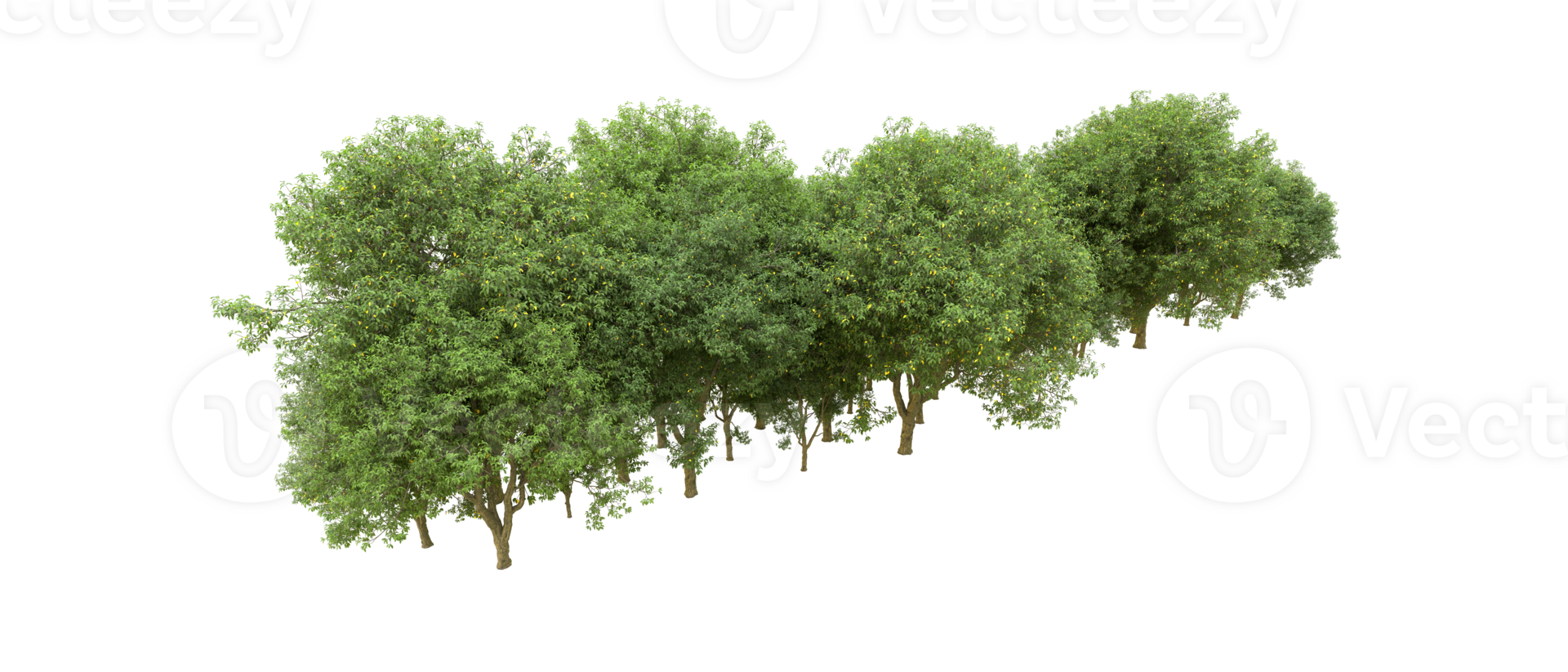 Green forest isolated on background. 3d rendering - illustration png