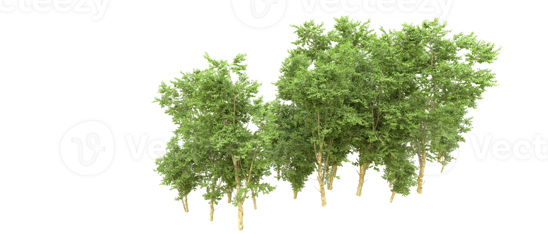 Green forest isolated on background. 3d rendering - illustration png