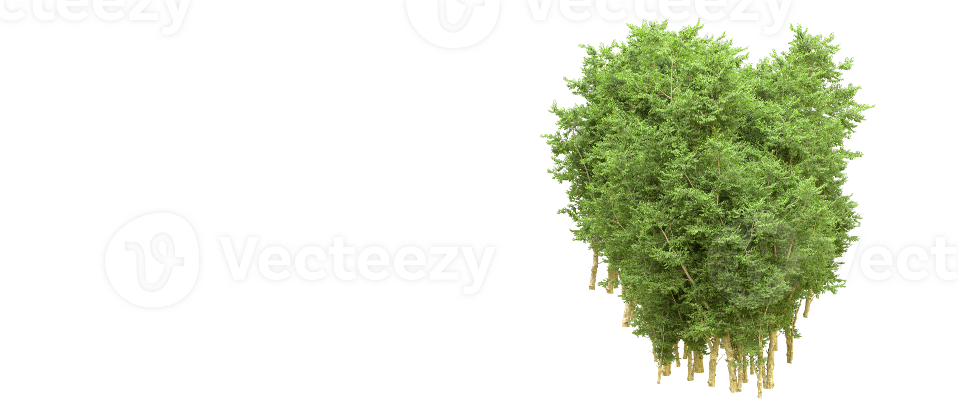 Green forest isolated on background. 3d rendering - illustration png