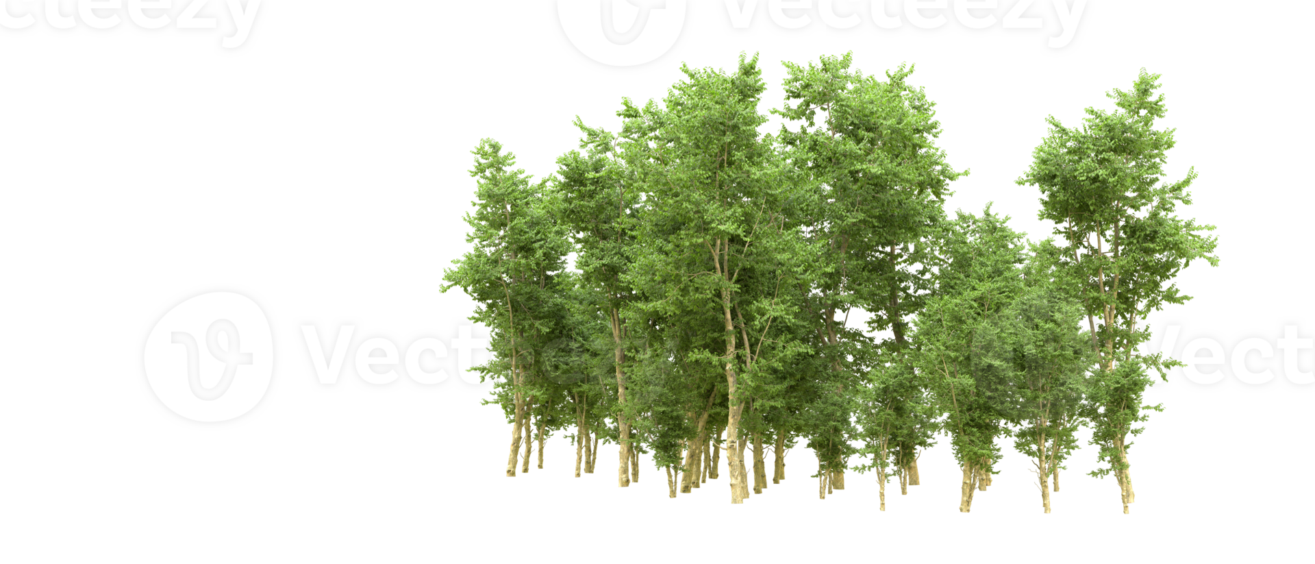 Green forest isolated on background. 3d rendering - illustration png