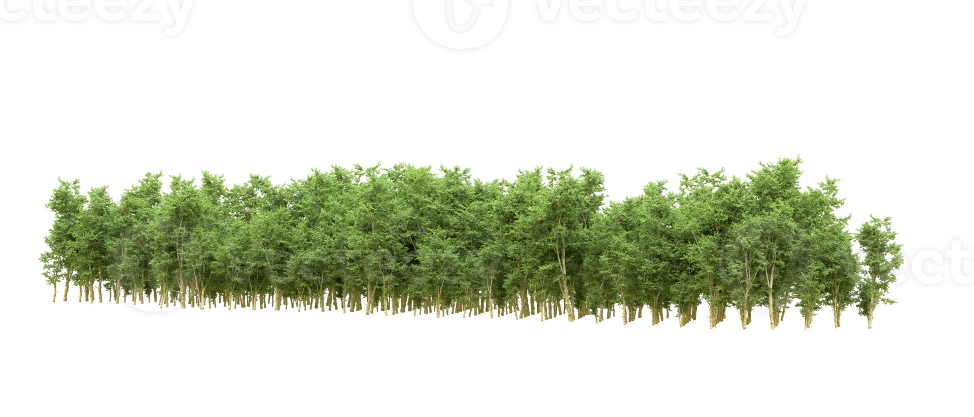Green forest isolated on background. 3d rendering - illustration png