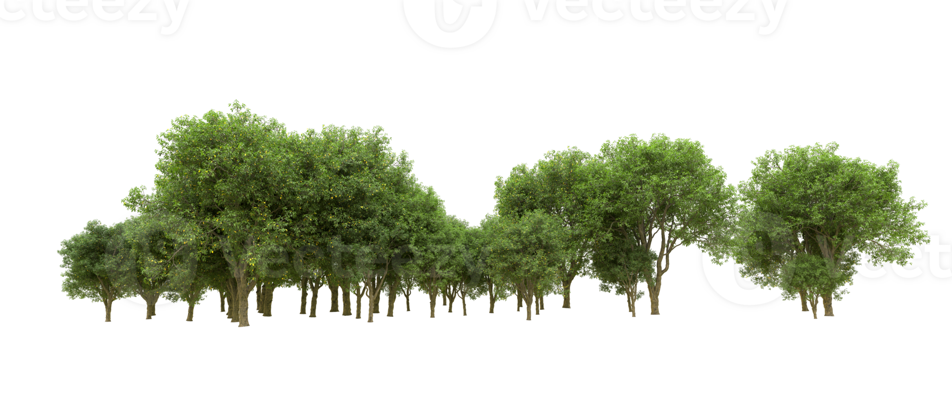 Green forest isolated on background. 3d rendering - illustration png
