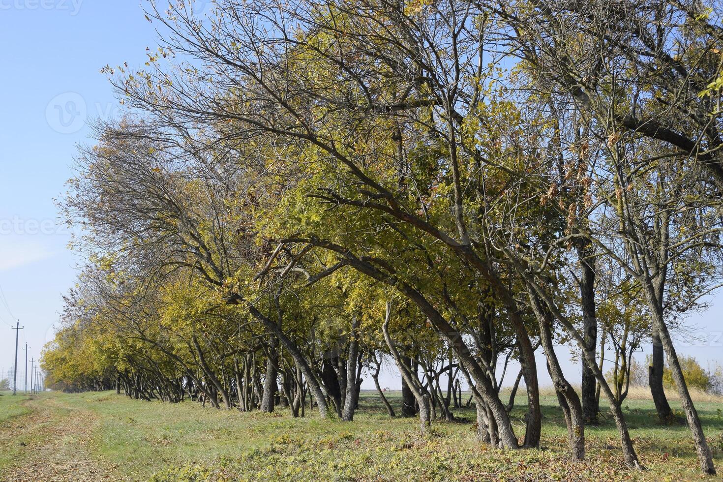 The Forest along the road in the fall. Yellowing leaves on the branches photo