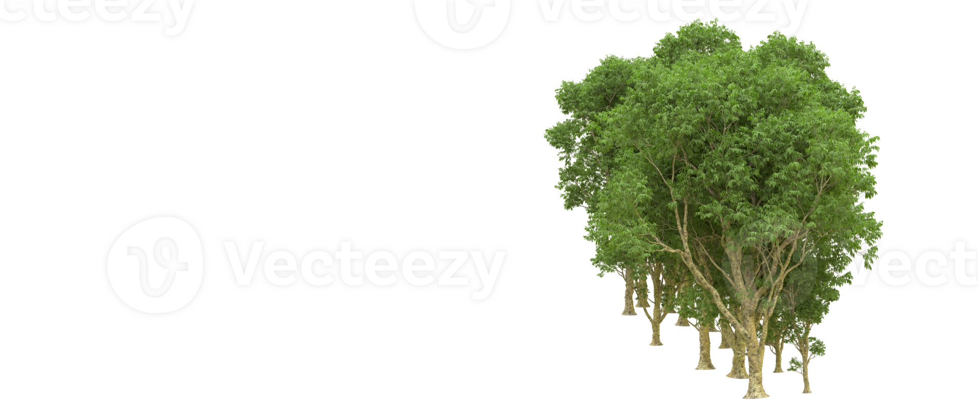 Green forest isolated on background. 3d rendering - illustration png