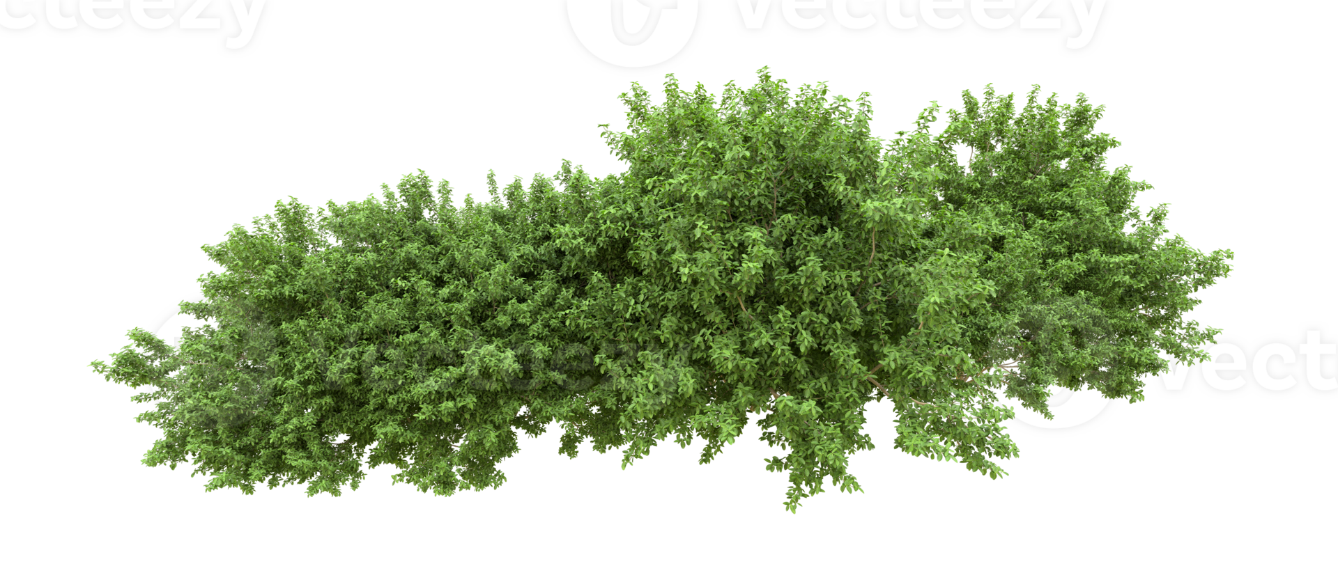 Green forest isolated on background. 3d rendering - illustration png