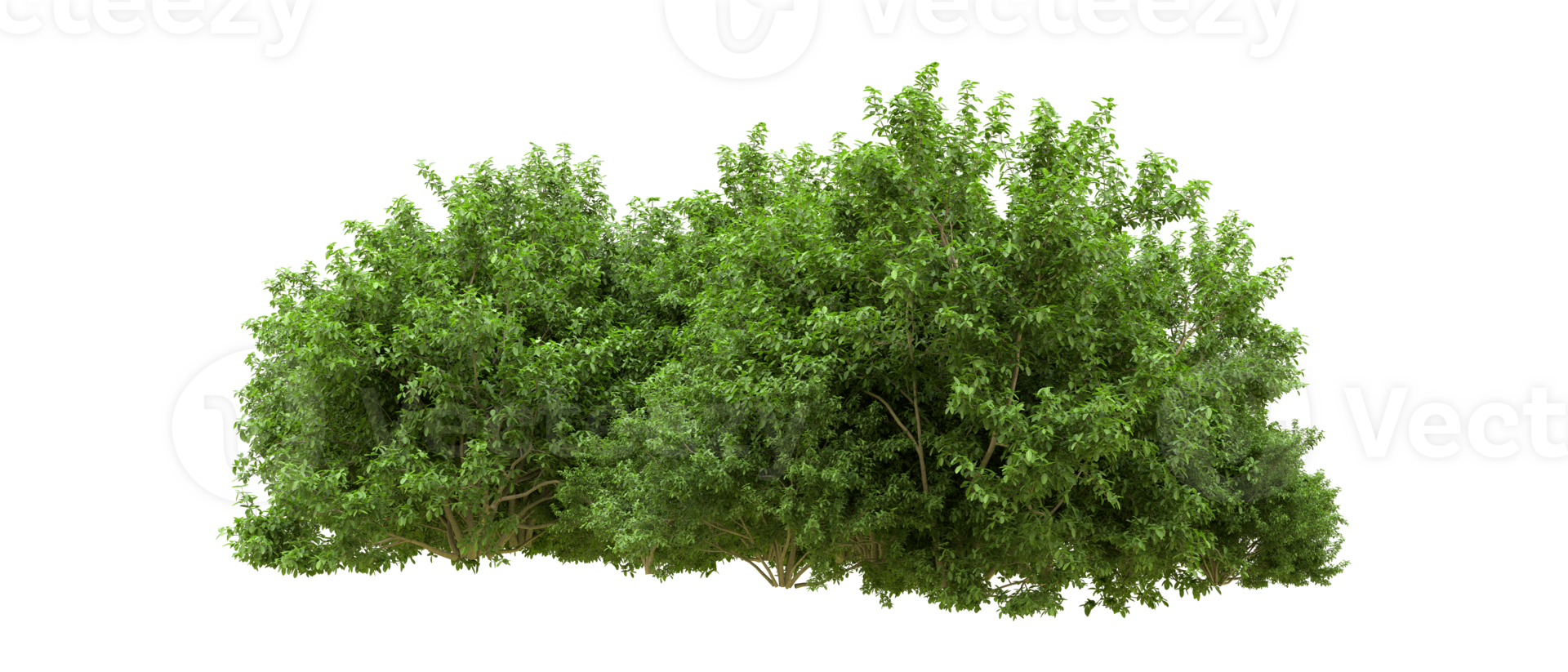 Green forest isolated on background. 3d rendering - illustration png
