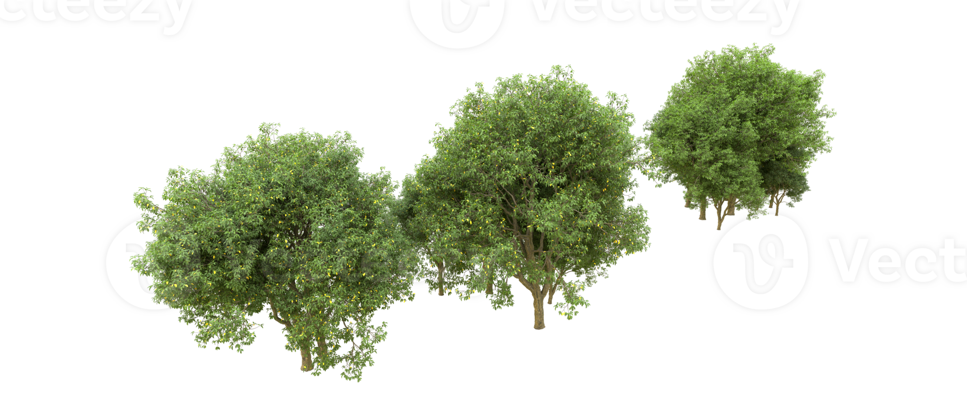 verde foresta isolato su sfondo. 3d interpretazione - illustrazione png