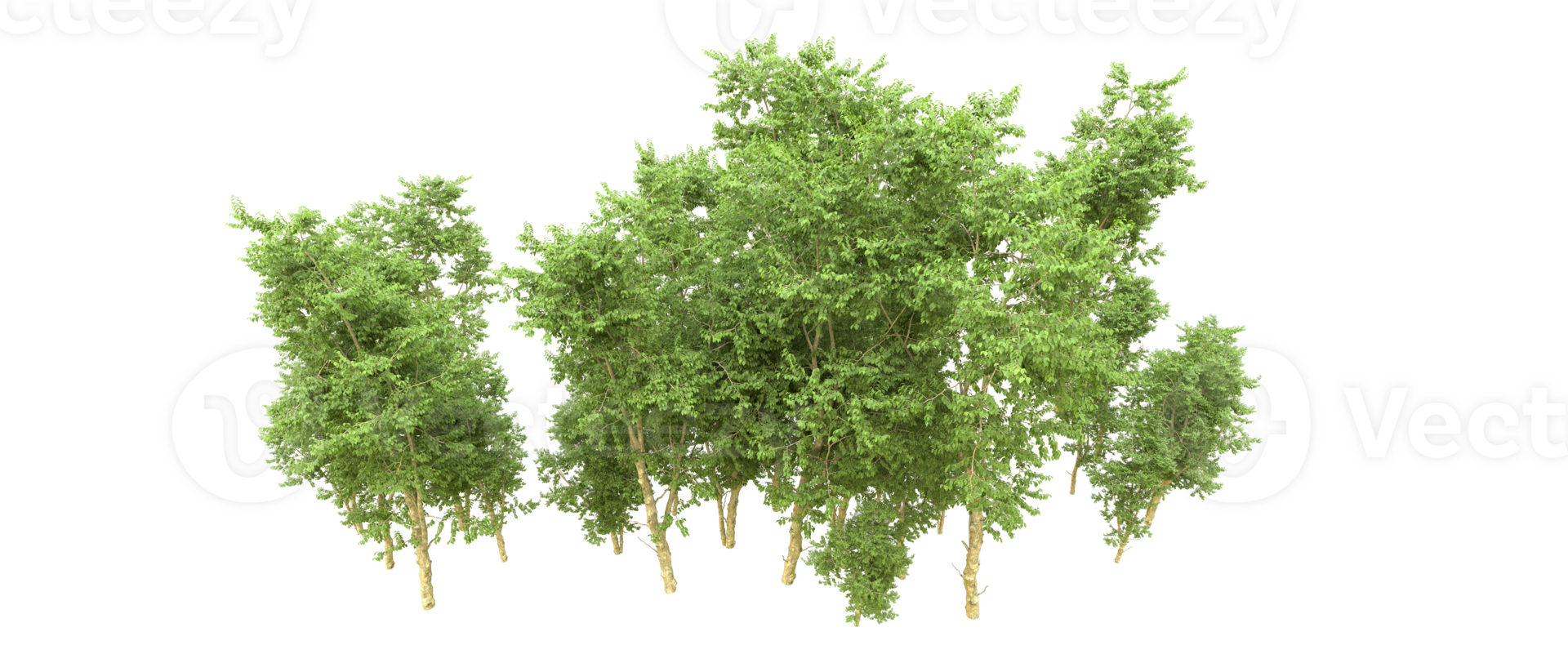 Green forest isolated on background. 3d rendering - illustration png