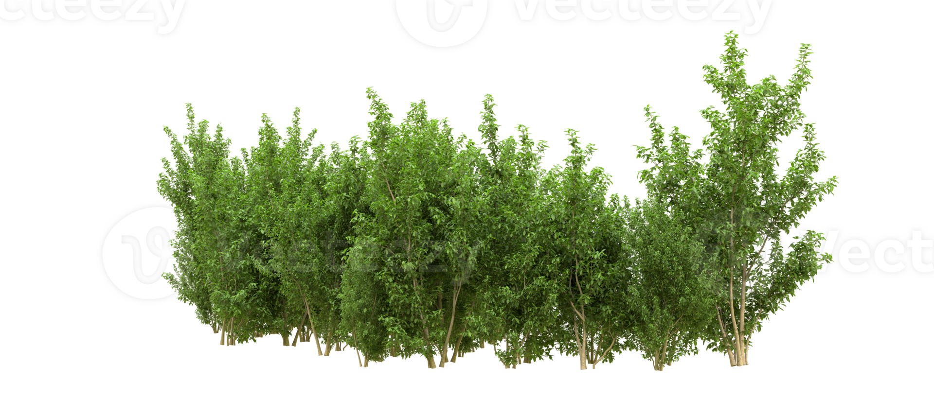 Green forest isolated on background. 3d rendering - illustration png
