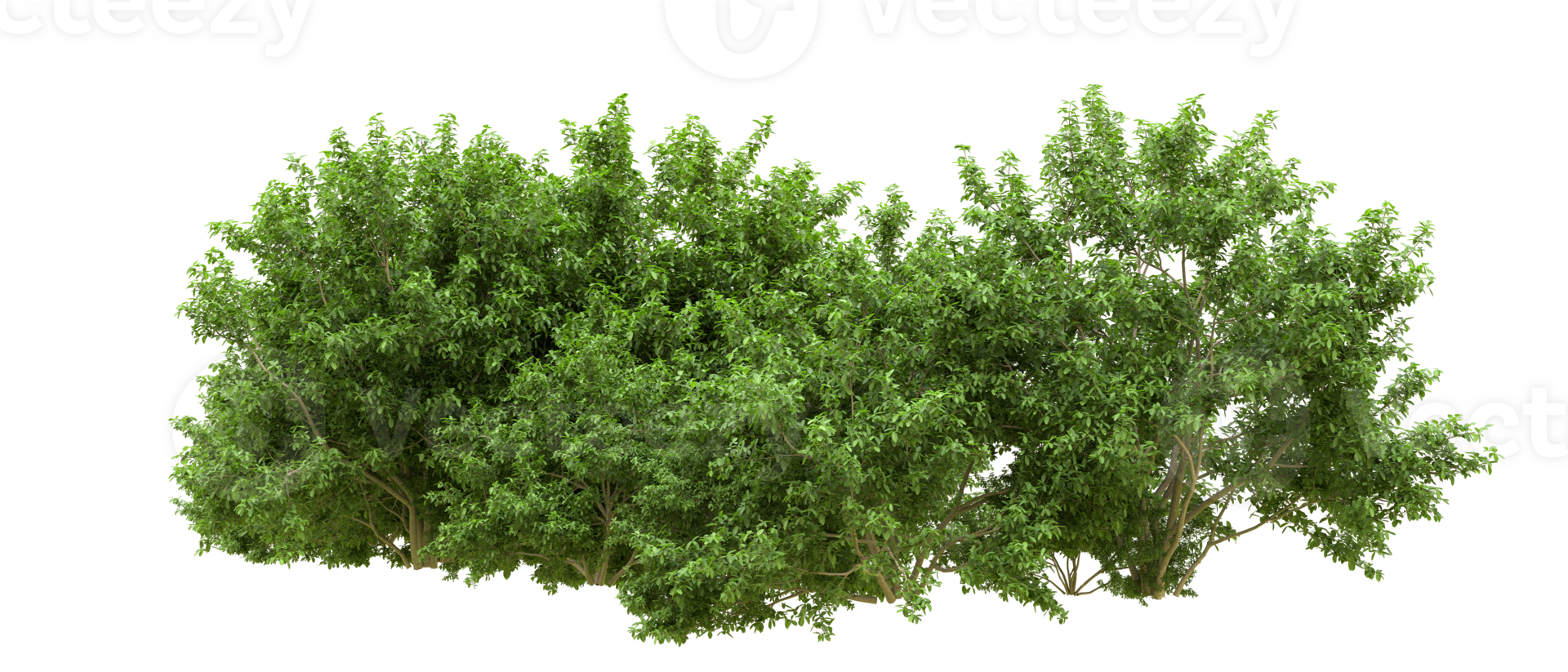 Green forest isolated on background. 3d rendering - illustration png